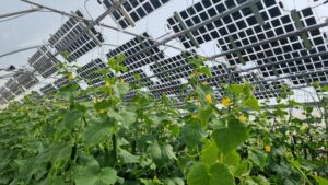 Agro_PV